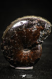 06346 - Beautiful Pyritized 0.96 Inch Phylloceras Lower Cretaceous Ammonites