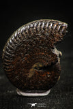 06347 - Beautiful Pyritized 1.06 Inch Unidentified Lower Cretaceous Ammonites
