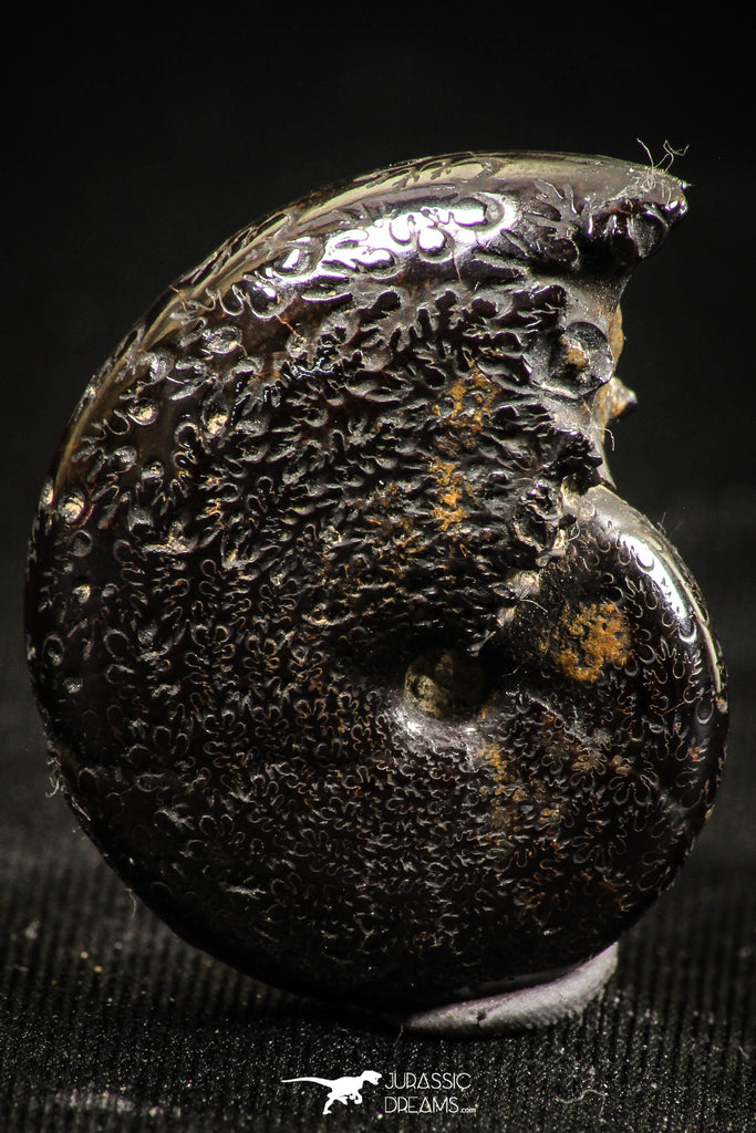 06348 - Stunning Pyritized 1.06 Inch Phylloceras Lower Cretaceous Ammonites