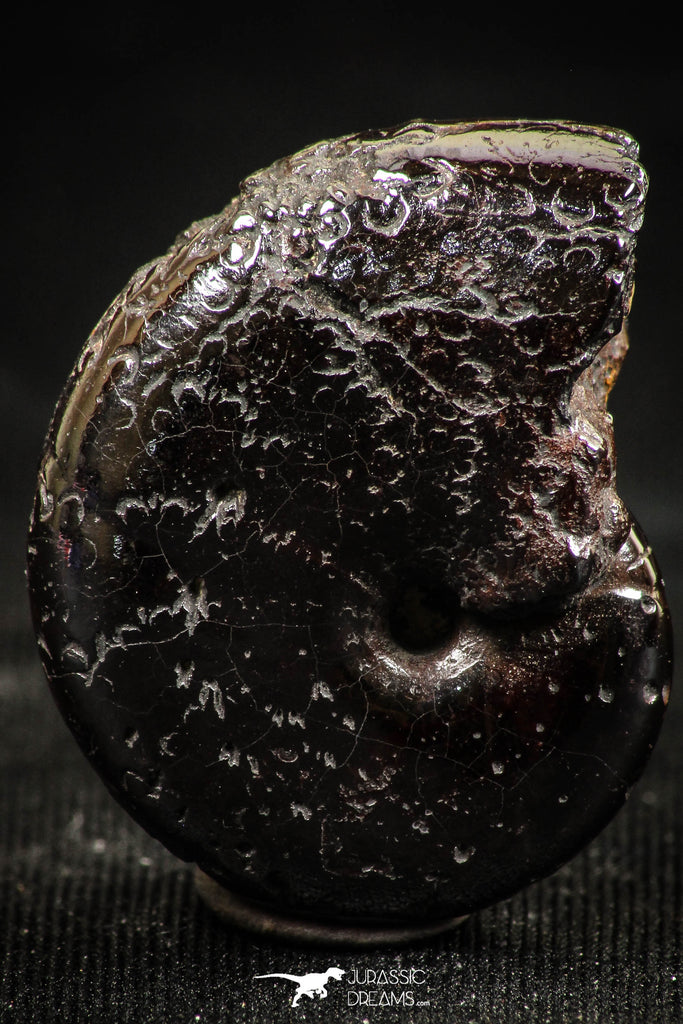 06349 - Top Quality Pyritized 1.03 Inch Phylloceras Lower Cretaceous Ammonites