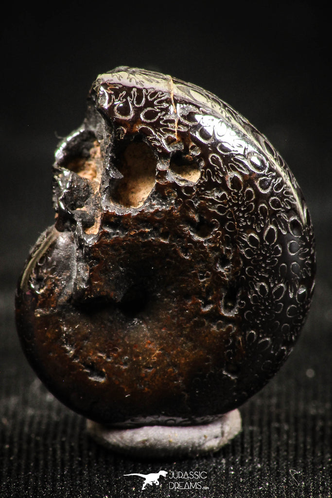 06350 - Nicely Preserved Pyritized 0.79 Inch Phylloceras Lower Cretaceous Ammonites