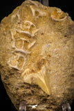 06756 - Finest Association Cretolamna (mackerel shark) Tooth + Enchodus Vertebrae Bones Cretaceous