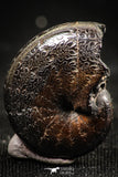06350 - Nicely Preserved Pyritized 0.79 Inch Phylloceras Lower Cretaceous Ammonites