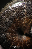 06350 - Nicely Preserved Pyritized 0.79 Inch Phylloceras Lower Cretaceous Ammonites