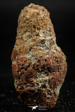 06352 - Rare Spinosaurus - Crocodile 1.99 Inch Coprolite with Digested Fish Scales