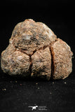 06354 - Rare Spinosaurus - Crocodile 1.24 Inch Coprolite with Digested Fish Scales
