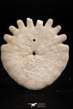 06357 - Top Beautiful 1.72 Inch Heliophora orbicularis (Urchin) Upper Pliocene