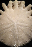 06358 - Top Beautiful 1.73 Inch Heliophora orbicularis (Urchin) Upper Pliocene