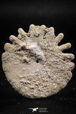 06358 - Top Beautiful 1.73 Inch Heliophora orbicularis (Urchin) Upper Pliocene