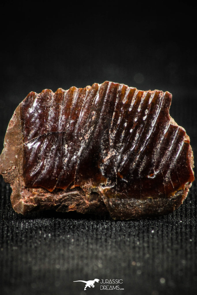 06360 - Beautiful Well Preserved Rare Gar Fish Scale (Obaichthys africanus) From Kem Kem Basin