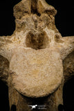 06927 - Top Huge 7.48 Inch Dyrosaurus phosphaticus Vertebra Bone Eocene