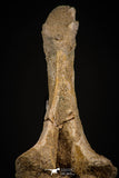 06927 - Top Huge 7.48 Inch Dyrosaurus phosphaticus Vertebra Bone Eocene