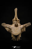 06927 - Top Huge 7.48 Inch Dyrosaurus phosphaticus Vertebra Bone Eocene