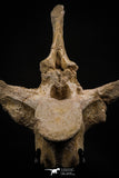 06927 - Top Huge 7.48 Inch Dyrosaurus phosphaticus Vertebra Bone Eocene