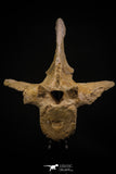 06927 - Top Huge 7.48 Inch Dyrosaurus phosphaticus Vertebra Bone Eocene