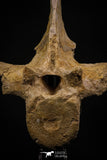 06927 - Top Huge 7.48 Inch Dyrosaurus phosphaticus Vertebra Bone Eocene
