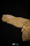 06927 - Top Huge 7.48 Inch Dyrosaurus phosphaticus Vertebra Bone Eocene