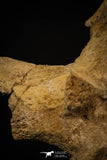 06927 - Top Huge 7.48 Inch Dyrosaurus phosphaticus Vertebra Bone Eocene