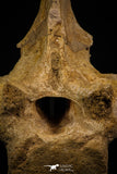 06927 - Top Huge 7.48 Inch Dyrosaurus phosphaticus Vertebra Bone Eocene