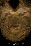 06927 - Top Huge 7.48 Inch Dyrosaurus phosphaticus Vertebra Bone Eocene
