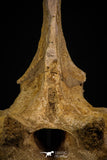 06927 - Top Huge 7.48 Inch Dyrosaurus phosphaticus Vertebra Bone Eocene