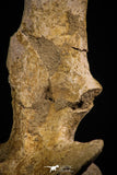 06927 - Top Huge 7.48 Inch Dyrosaurus phosphaticus Vertebra Bone Eocene