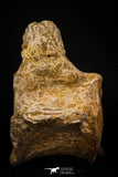 06929 - Beautiful 3.62 Inch Elasmosaurus (Zarafasaura oceanis) Partial Vertebra Bone