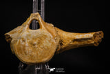 06930 - Beautiful 5.20 Inch Elasmosaurus (Zarafasaura oceanis) Partial Vertebra Bone