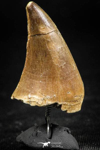 Small Wire Wrapped Inch Mosasaur (Prognathodon anceps) Tooth