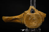 06930 - Beautiful 5.20 Inch Elasmosaurus (Zarafasaura oceanis) Partial Vertebra Bone