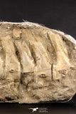05213 - Museum Grade 17.32 Inch Unidentified Mosasaur 10 Associated Vertebrae Bones Late Cretaceous