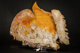 05215 - Museum Grade Unpublished 7.32 Inch Temnospondyli Amphibian Complete Skull Cretaceous KemKem