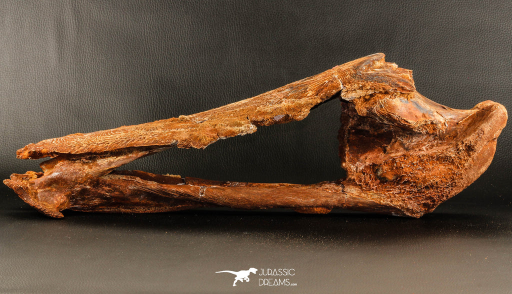 06216 - Museum Grade 20.08 Inch Ethmosphenoid Portion of Braincase of Mawsonia lavocati Cretaceous Coelacanth