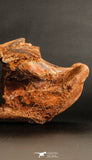 06216 - Museum Grade 20.08 Inch Ethmosphenoid Portion of Braincase of Mawsonia lavocati Cretaceous Coelacanth