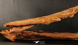 06216 - Museum Grade 20.08 Inch Ethmosphenoid Portion of Braincase of Mawsonia lavocati Cretaceous Coelacanth