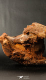 06216 - Museum Grade 20.08 Inch Ethmosphenoid Portion of Braincase of Mawsonia lavocati Cretaceous Coelacanth