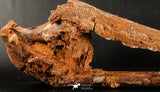06216 - Museum Grade 20.08 Inch Ethmosphenoid Portion of Braincase of Mawsonia lavocati Cretaceous Coelacanth