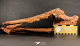 06216 - Museum Grade 20.08 Inch Ethmosphenoid Portion of Braincase of Mawsonia lavocati Cretaceous Coelacanth