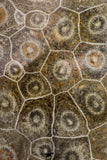 09116 - Devonian 4.21 Inch Polished Fossil Rugose Coral Hexagonaria sp