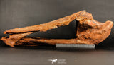 06216 - Museum Grade 20.08 Inch Ethmosphenoid Portion of Braincase of Mawsonia lavocati Cretaceous Coelacanth