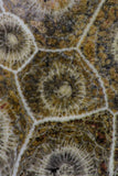 09116 - Devonian 4.21 Inch Polished Fossil Rugose Coral Hexagonaria sp
