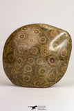 09117 - Devonian 4.13 Inch Polished Fossil Rugose Coral Hexagonaria sp