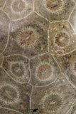 09117 - Devonian 4.13 Inch Polished Fossil Rugose Coral Hexagonaria sp