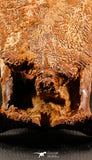 06216 - Museum Grade 20.08 Inch Ethmosphenoid Portion of Braincase of Mawsonia lavocati Cretaceous Coelacanth