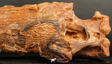 06216 - Museum Grade 20.08 Inch Ethmosphenoid Portion of Braincase of Mawsonia lavocati Cretaceous Coelacanth