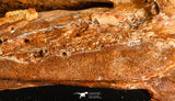 06216 - Museum Grade 20.08 Inch Ethmosphenoid Portion of Braincase of Mawsonia lavocati Cretaceous Coelacanth