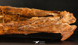 06216 - Museum Grade 20.08 Inch Ethmosphenoid Portion of Braincase of Mawsonia lavocati Cretaceous Coelacanth