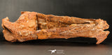 06216 - Museum Grade 20.08 Inch Ethmosphenoid Portion of Braincase of Mawsonia lavocati Cretaceous Coelacanth