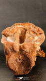 06216 - Museum Grade 20.08 Inch Ethmosphenoid Portion of Braincase of Mawsonia lavocati Cretaceous Coelacanth