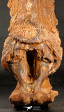 06216 - Museum Grade 20.08 Inch Ethmosphenoid Portion of Braincase of Mawsonia lavocati Cretaceous Coelacanth